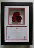 Poppy Display Frame For Tower Of London Ww1 Ceramic Poppy