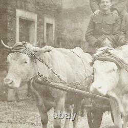 Rare Antique RPPC Postcard Oxen Wagon Ride Leiser Germany Military Uniform WWI