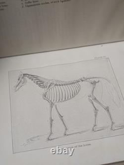 US Cavalry Lot Of 6 Original Books On Horses And Cavalry