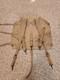 WWI U. S. Army M1910 Infantry Haversack Backpack Perkins Campbell 1917 Original